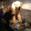 Royal and Ancient Polar Bear Society museum, Hammerfest, Norway